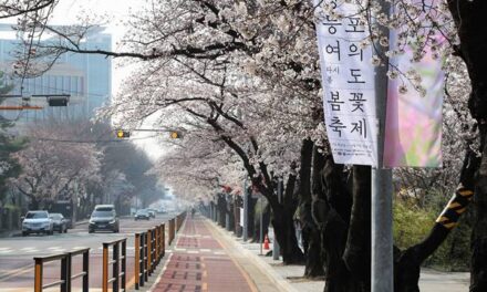 Traffic Control for Yeouido’s Spring Flower Festival Extended amid Delayed Cherry Blossom Flowering
