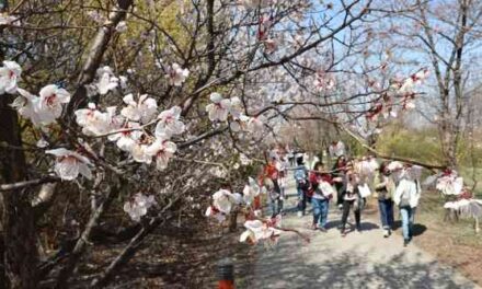 KMA: First Cherry Blossom Blooms in Seoul Observed Monday