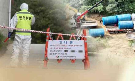 Gangwon Province Reports First African Swine Fever Case in 8 Months